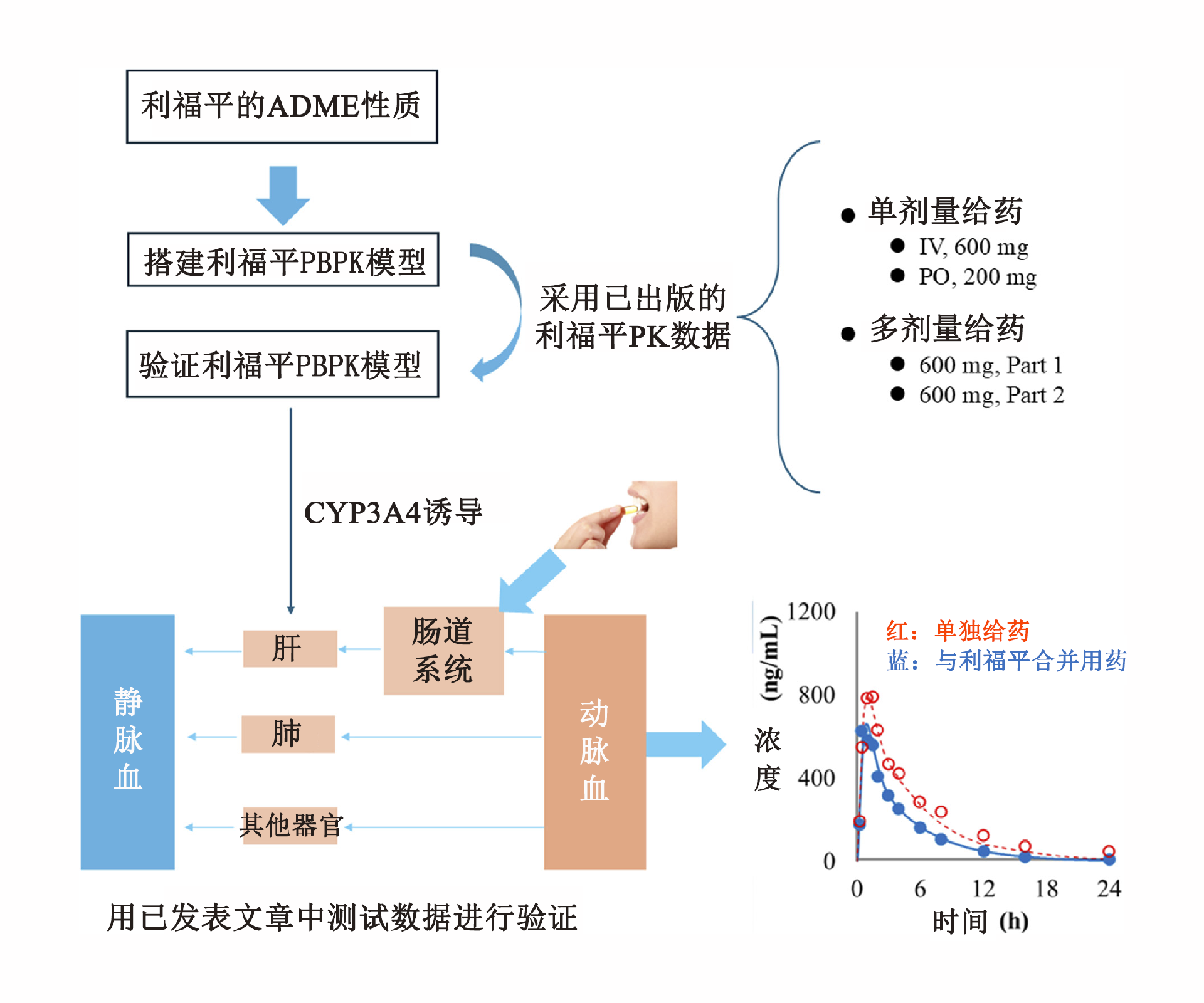 文章推薦 | 建立CYP3A4誘導介導的藥物相互作用的高性能PBPK預測模型：通過優化和驗證方法